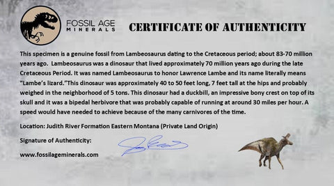 2.7" Lambeosaurus Fossil Vertebrae Processes Judith River FM Dinosaur MT COA - Fossil Age Minerals