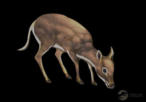 0.6" Leptomeryx Evansi Oligocene Age Fossil Deer Jaw Teeth Wyoming Display COA - Fossil Age Minerals