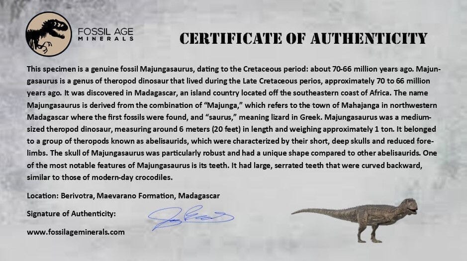 0.7" Majungasaurus Serrated Fossil Tooth Cretaceous Dinosaur Madagascar COA - Fossil Age Minerals