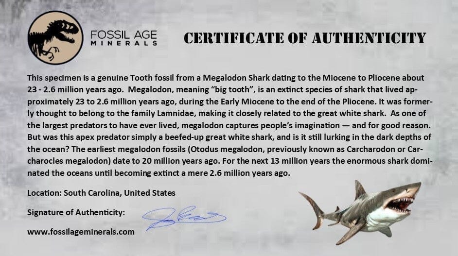 XXL 5.1" Quality Megalodon Shark Tooth Fossil Natural Early Miocene Age COA - Fossil Age Minerals