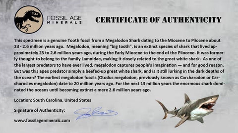 1.9" Quality Megalodon Shark Tooth Serrated Fossil Natural Miocene Age COA - Fossil Age Minerals