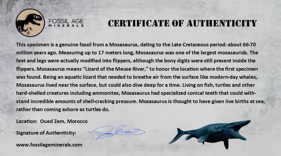 XL 2" Tylosaurus Mosasaur Fossil Tooth Cretaceous Dinosaur Era COA, Stand - Fossil Age Minerals