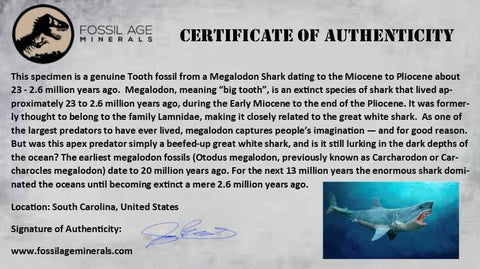 2.8" Quality Megalodon Shark Tooth Serrated Fossil Natural Miocene Age COA - Fossil Age Minerals