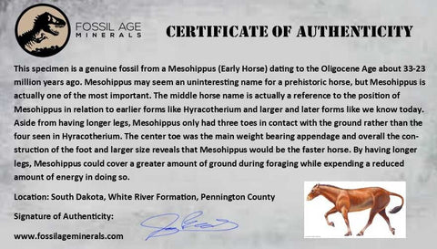 1.1" Mesohippus Fossil Teeth Jaw Three Toed Horse Oligocene Age SD Badlands COA - Fossil Age Minerals