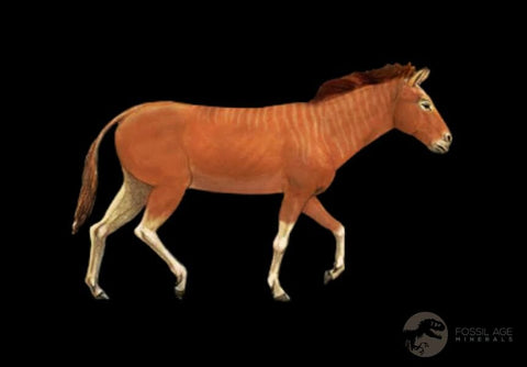 1.1" Mesohippus Fossil Teeth Jaw Three Toed Horse Oligocene Age SD Badlands COA - Fossil Age Minerals