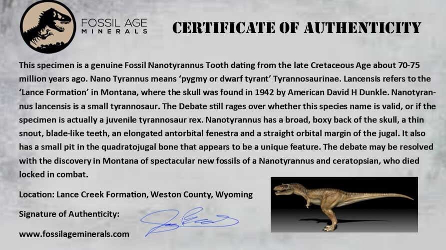 1.1" Nanotyrannus Tyrannosaurus Fossil Tooth Dinosaur Lance Creek FM WY COA - Fossil Age Minerals