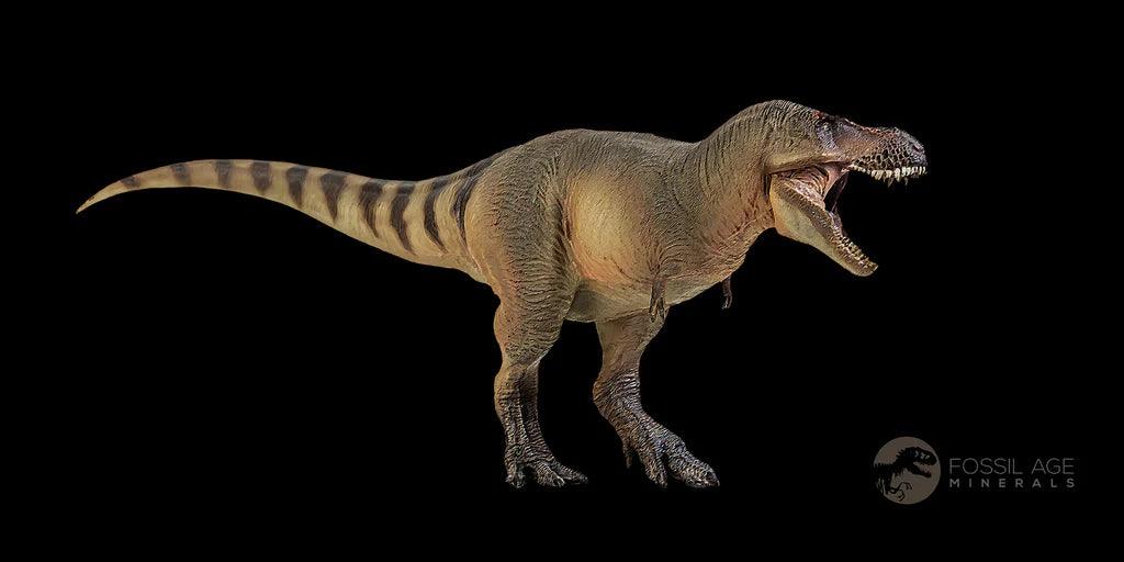 0.8" Nanotyrannus Tyrannosaurus Fossil Tooth Rooted Dinosaur Hell Creek MT COA - Fossil Age Minerals