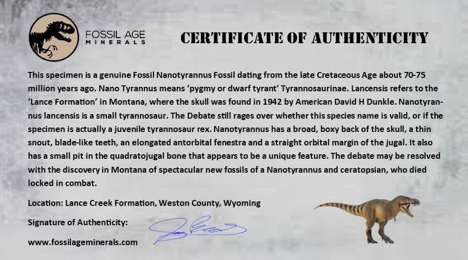 1.6" Nanotyrannus Tyrannosaurus Fossil Tooth Dinosaur Lance Creek WY COA Display - Fossil Age Minerals