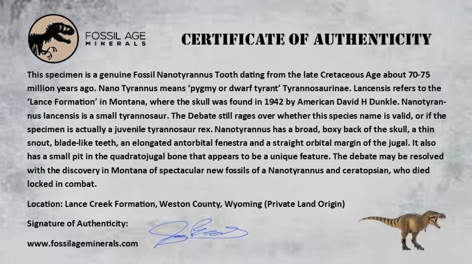 1" Nanotyrannus Tyrannosaurus Fossil Tooth Dinosaur Lance Creek FM WY COA - Fossil Age Minerals