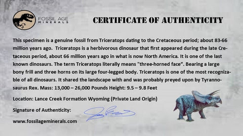 3.5" Triceratops Fossil Vertebrae Bone Lance Creek FM Cretaceous Dinosaur WY COA - Fossil Age Minerals