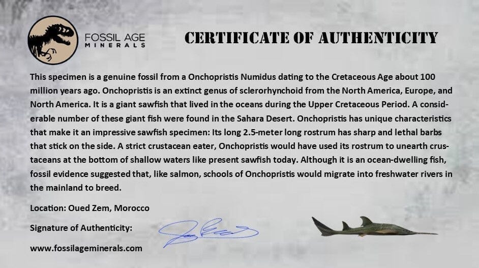 XL 2.6" Sawfish Fossil Tooth Barb Onchopristis Numidus Cretaceous Dinosaur Era COA - Fossil Age Minerals
