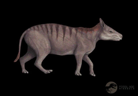 4.5" Oreodont Merycoidodon Fossil Jaw Teeth Oligocene Age Badlands SD COA Stand - Fossil Age Minerals