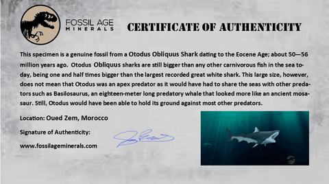 1.9" Otodus Obliquus Shark Fossil Tooth Specimen Oued Zem Morocco COA - Fossil Age Minerals