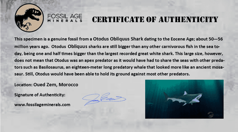 10MM Otodus Obliquus Shark Vertebrae Fossil Bone In Matrix Morocco COA - Fossil Age Minerals