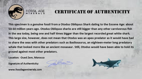 XL 90MM Otodus Obliquus Shark Vertebrae Fossil Bone In Matrix Morocco COA - Fossil Age Minerals