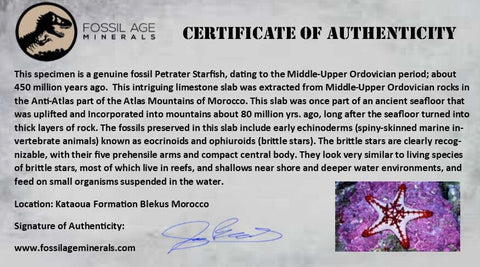 27MM Brittlestar Petraster Starfish Fossil Ordovician Age Blekus Morocco COA - Fossil Age Minerals