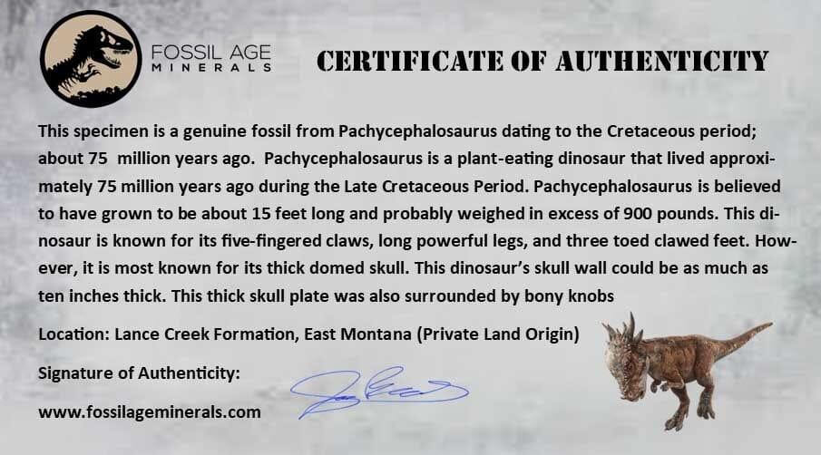 2.5" Pachycephalosaurus Dinosaur Skull Spike Knob Fossil Lance Creek FM WY COA - Fossil Age Minerals