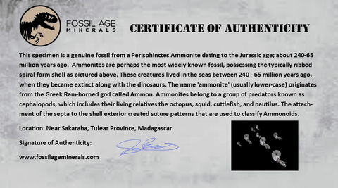 64MM Perisphinctes Ammonite Fossil Nautilus Madagascar Jurassic Age COA - Fossil Age Minerals