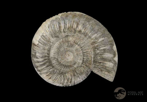 64MM Perisphinctes Ammonite Fossil Nautilus Madagascar Jurassic Age COA - Fossil Age Minerals