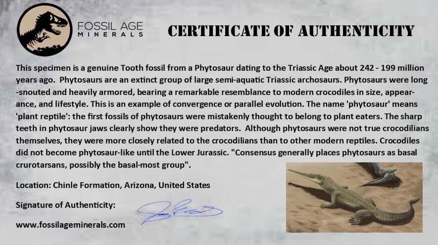 2" Phytosaur Fossil Vertebrae Bone Late Triassic Age Archosaur Chinle FM, AZ COA - Fossil Age Minerals