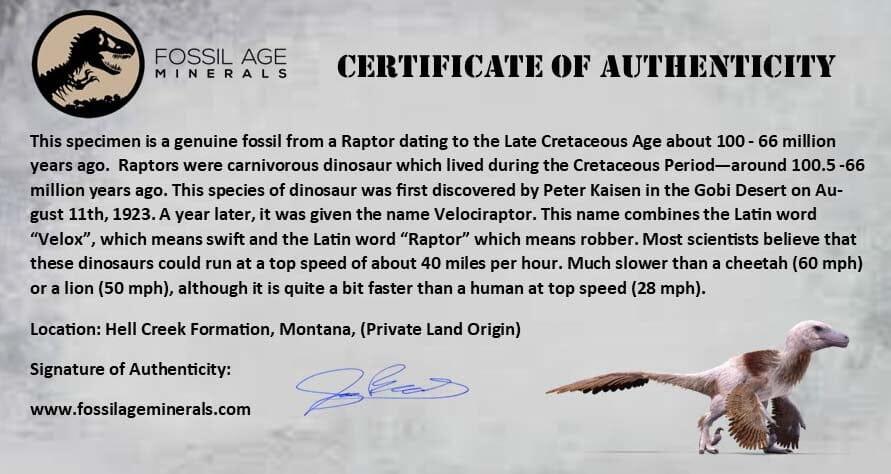16.8" Dromaeosaurus Raptor Fossil Rib Bone Cretaceous Dinosaur Hell Creek MT COA - Fossil Age Minerals