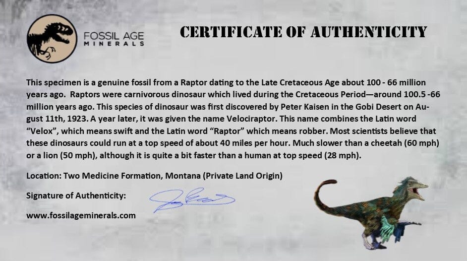 3.2" Saurornitholestes Raptor Limb Bone Fossil Two Medicine FM Montana COA - Fossil Age Minerals