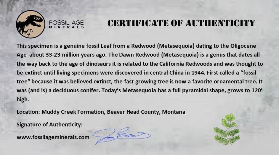2 Two Detailed Fossil Plant Leafs Metasequoia Dawn Redwood Oligocene Age MT COA - Fossil Age Minerals