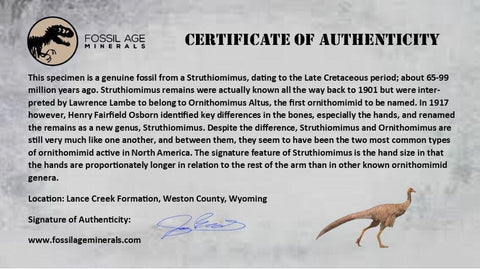 1.9" Struthiomimus Fossil Rib End Bone Lance Creek FM WY Cretaceous Dinosaur Age - Fossil Age Minerals