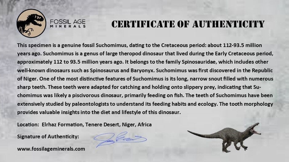2.2" Suchomimus Fossil Tooth Cretaceous Spinosaurid Dinosaur Elraz FM Niger COA - Fossil Age Minerals