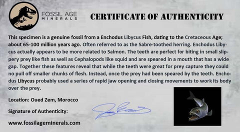 XL 2.3" Saber Toothed Herring Fossil Fang Tooth Enchodus Libycus Cretaceous Age - Fossil Age Minerals