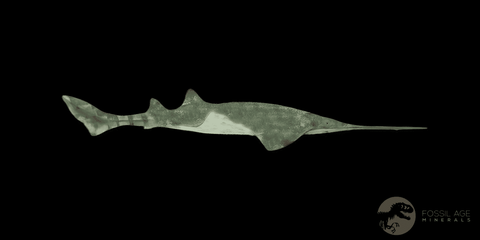 1.7" Sawfish Fossil Tooth Barb Onchopristis Numidus Cretaceous Dinosaur Era COA - Fossil Age Minerals