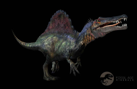 1.5" Spinosaurus Fossil Tooth 100 Million Years Old Cretaceous Dinosaur COA Stand - Fossil Age Minerals