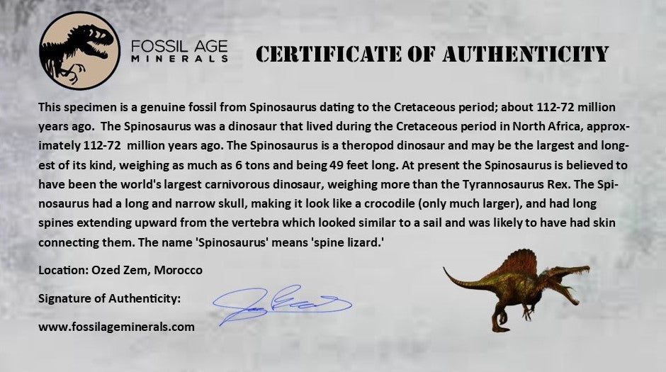 XL 4" Spinosaurus Fossil Tooth 100 Million Years Old Cretaceous Dinosaur COA - Fossil Age Minerals