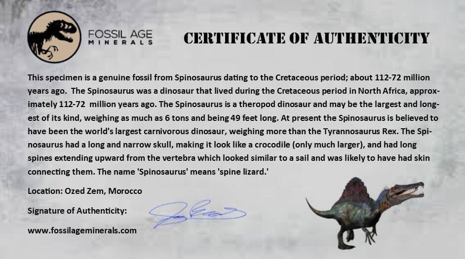 XL 3.8" Spinosaurus Fossil Tooth 100 Million Years Old Cretaceous Dinosaur COA - Fossil Age Minerals
