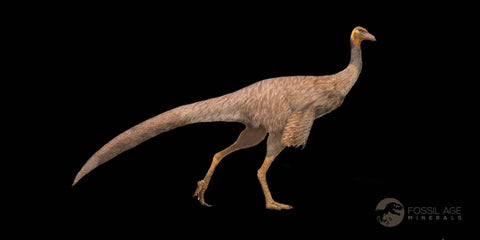 1.9" Struthiomimus Fossil Rib End Bone Lance Creek FM WY Cretaceous Dinosaur Age - Fossil Age Minerals