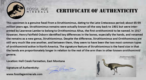 1.9" Struthiomimus Fossil Tail Vertebrae Hell Creek FM MT Cretaceous Dinosaur COA - Fossil Age Minerals