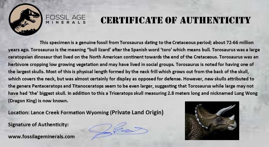 2.4" Torosaurus Fossil Rib Bone Lance Creek FM Cretaceous Wyoming Dinosaur COA - Fossil Age Minerals