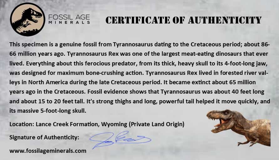 1.6" Tyrannosaurus Rex Fossil Tooth Lance Creek Cretaceous Dinosaur Wyoming COA - Fossil Age Minerals