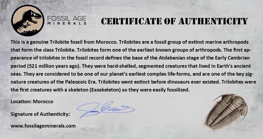 1.9" Metacanthina Issoumourensis Trilobite Fossil Devonian Age 400 Mil Yrs Old COA - Fossil Age Minerals