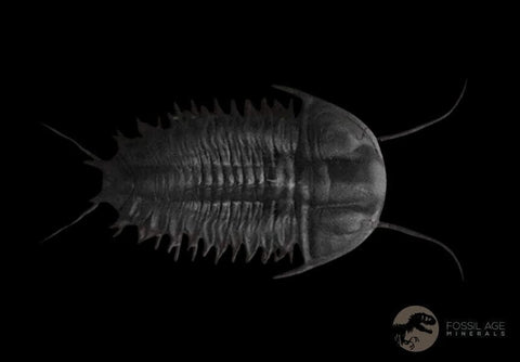 1.1" Elrathia Kingi Trilobite Fossil Utah Cambrian Age 521 Million Years Old COA - Fossil Age Minerals