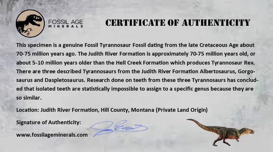 1.3" Tyrannosaur Fossil Tooth In Matrix and Centrosaurus Tooth Cretaceous Dinosaur COA - Fossil Age Minerals