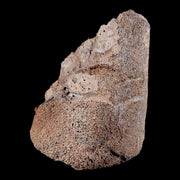 3.9" Chasmosaurus Fossil Skull Bone Judith River FM Cretaceous Dinosaur MT COA