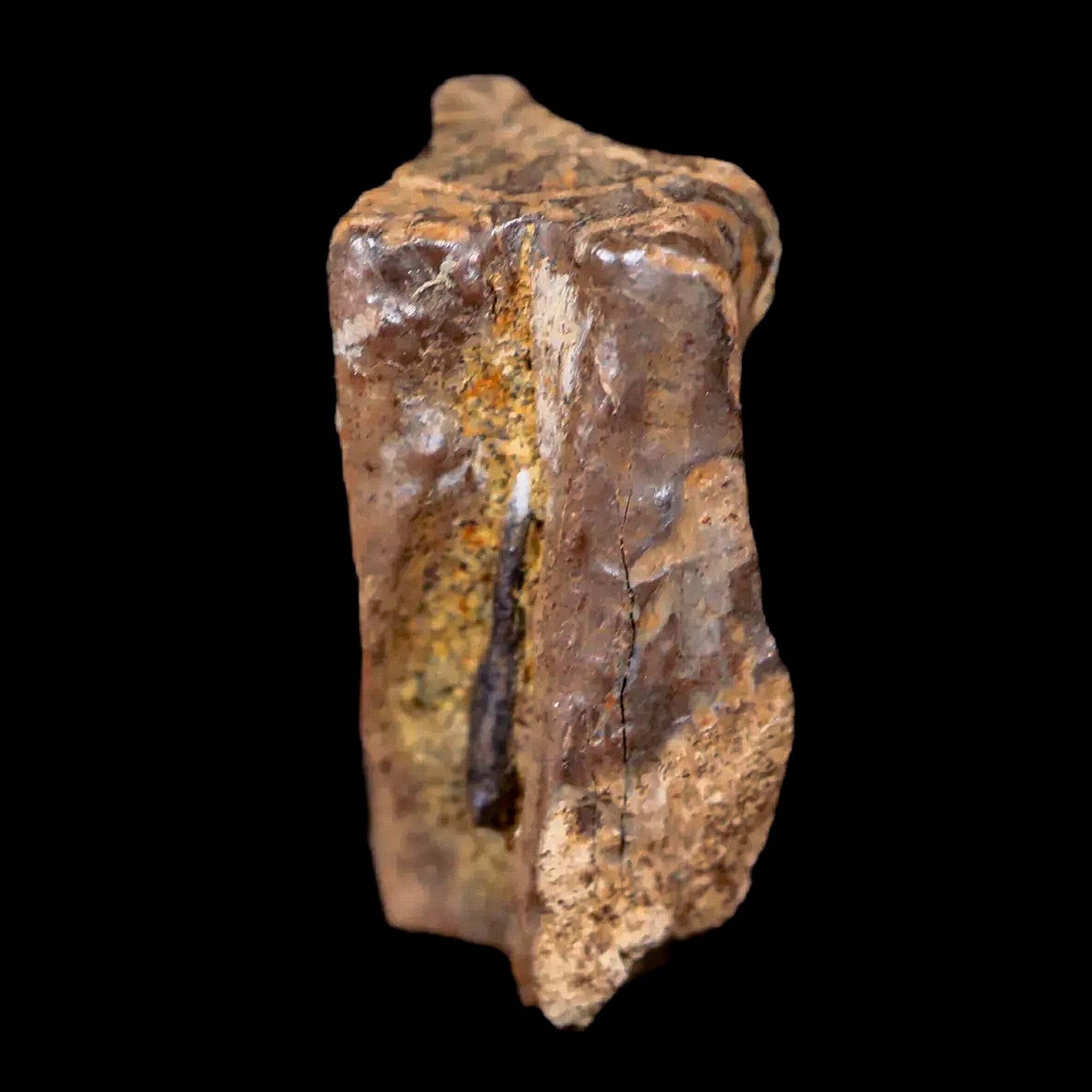 0.7" Centrosaurus Fossil Tooth Judith River FM Cretaceous Dinosaur COA, Display - Fossil Age Minerals