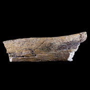 8.5" Edmontosaurus Fossil Ilium Wing Lance Creek Cretaceous Dinosaur WY COA