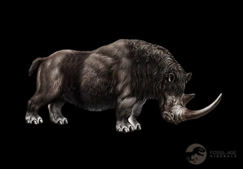 3.8" Woolly Rhinoceros Fossil Rooted Tooth Pleistocene Age Megafauna Russia COA - Fossil Age Minerals