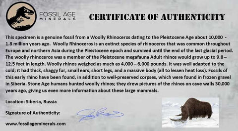 4.2" Woolly Rhinoceros Fossil Rooted Tooth Pleistocene Age Megafauna Russia COA - Fossil Age Minerals