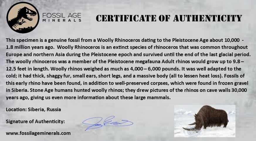 3.7" Woolly Rhinoceros Fossil Rooted Tooth Pleistocene Age Megafauna Russia COA - Fossil Age Minerals