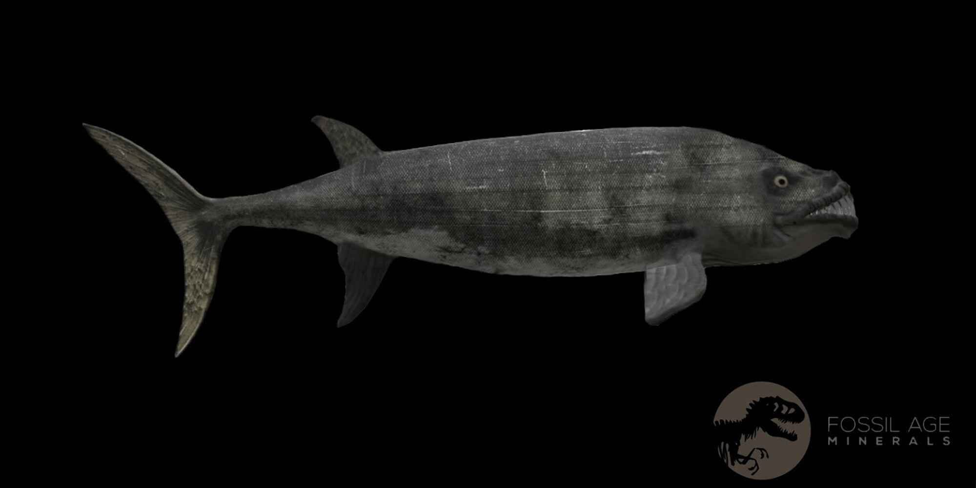 3.7" Ichthyodectes Fish Fossil Bones In Matrix Late Cretaceous Era Niobrara FM Kansas - Fossil Age Minerals