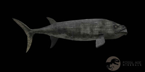 3.7" Ichthyodectes Fish Fossil Bones In Matrix Late Cretaceous Era Niobrara FM Kansas - Fossil Age Minerals