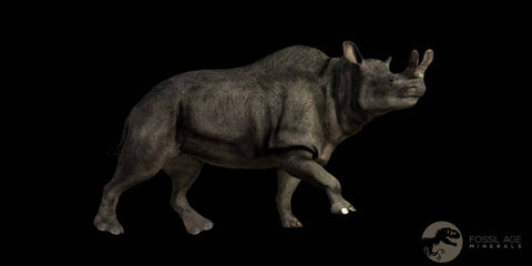 2.4" Brontothere Fossil Femur Bone Eocene Age Badlands S Dakota Titanothere COA - Fossil Age Minerals